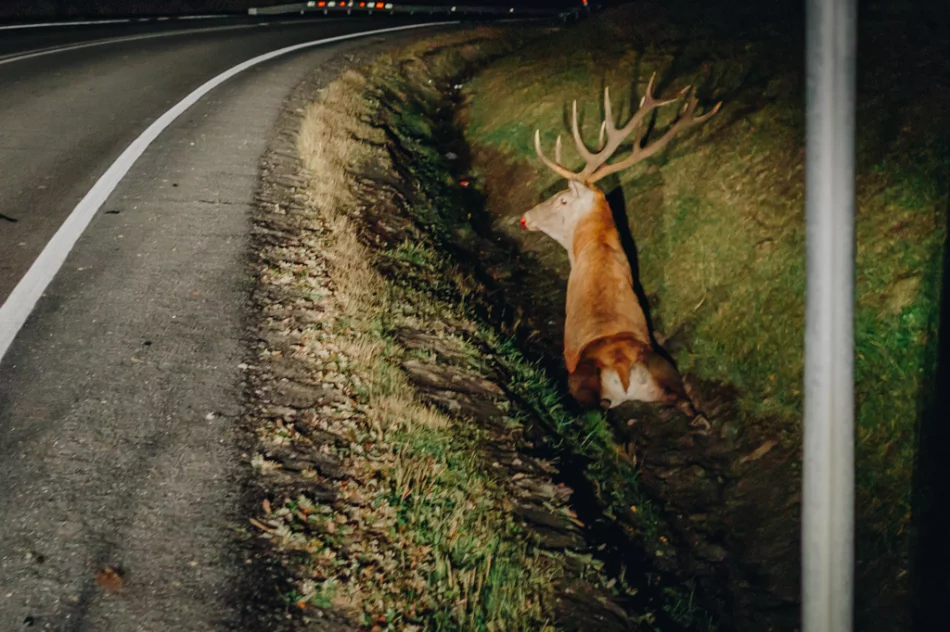 Uwaga na dziką zwierzynę - zdjęcie 3