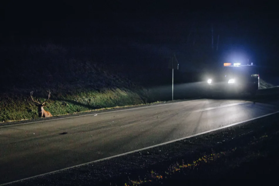 Uwaga na dziką zwierzynę - zdjęcie 5