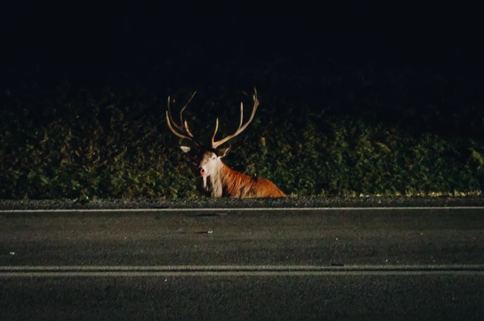 Uwaga na dziką zwierzynę - zdjęcie 6