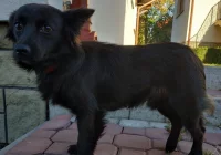 Szukamy właściciela psa lub opiekuna dla niego. - zdjęcie główne