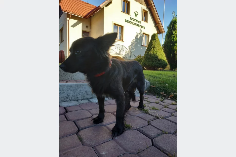 Szukamy właściciela psa lub opiekuna dla niego. - zdjęcie 2