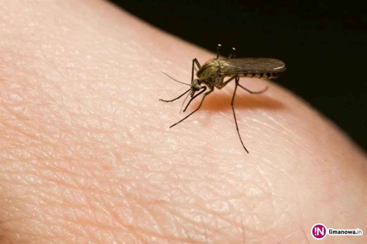 Komary znajdują ofiarę z kilkudziesięciu metrów