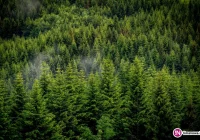 W lesie znaleziono zwłoki mężczyzny - zdjęcie główne