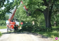 Konar spadł tuż za przejeżdżającym autem. Strażacy podcinali gałęzie przez 5 godzin - zdjęcie główne