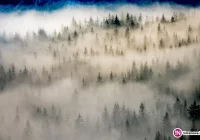 Przypominamy nowe zasady wycinki drzew - zdjęcie główne