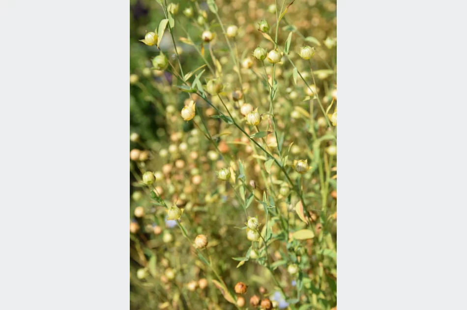 Len, siemię lniane i olej - zdjęcie 2