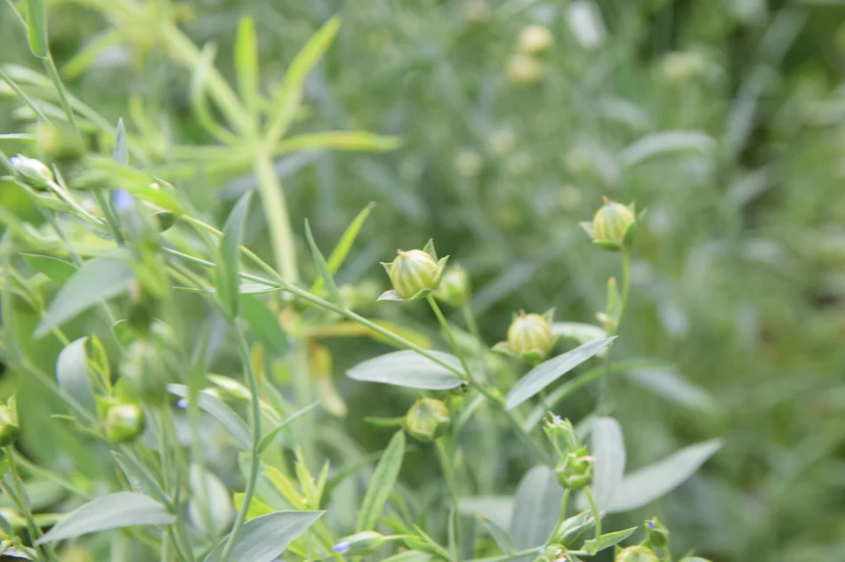 Len, siemię lniane i olej - zdjęcie 3