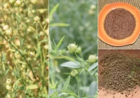 Len, siemię lniane i olej - zdjęcie główne