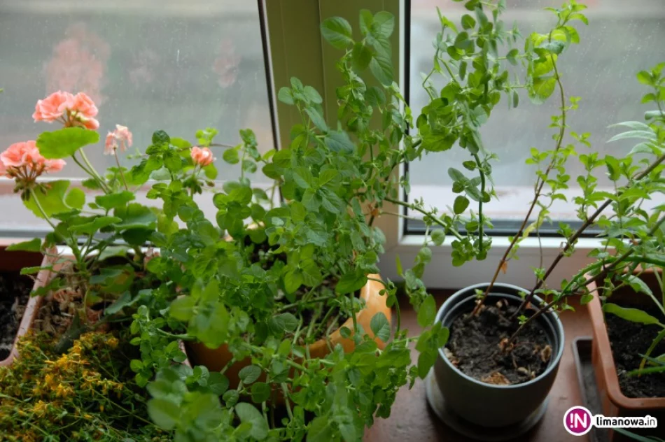 Poczuj do mnie… miętę! - zdjęcie 2