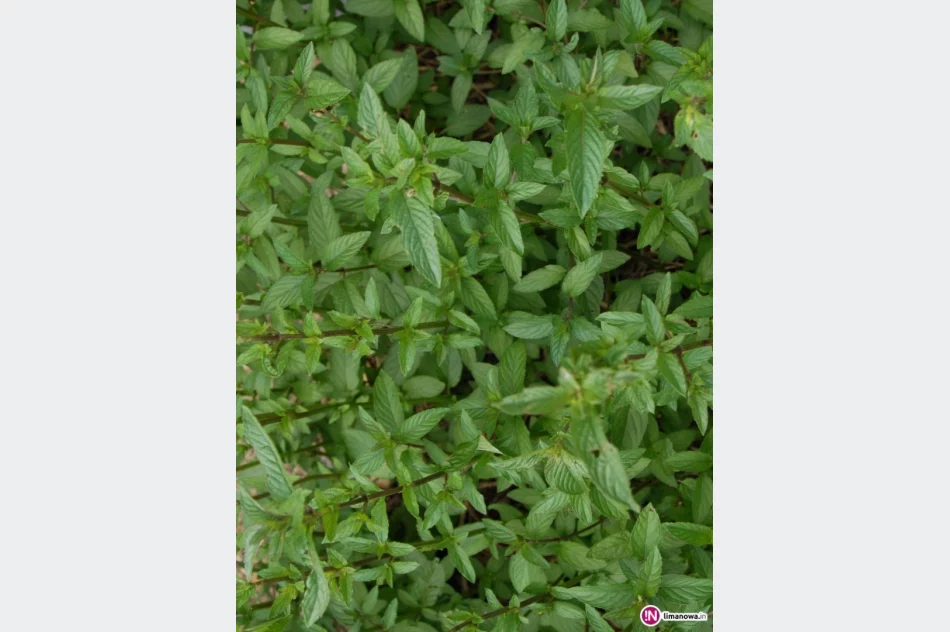 Poczuj do mnie… miętę! - zdjęcie 3