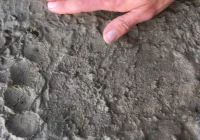 Niedźwiedź znów zawędrował w Gorce - zdjęcie główne