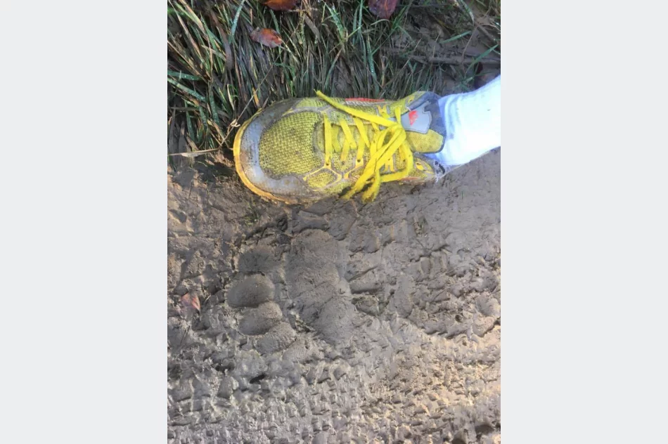 Niedźwiedź znów zawędrował w Gorce - zdjęcie 2