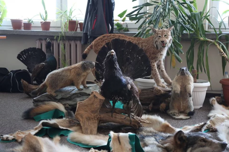 Małopolska "obligacyjna piramida". U jednego z zatrzymanych broń i trofea - zdjęcie 2