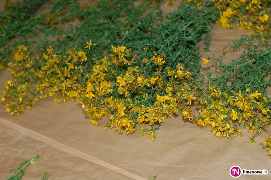 Czas na… dziurawiec! - zdjęcie 2