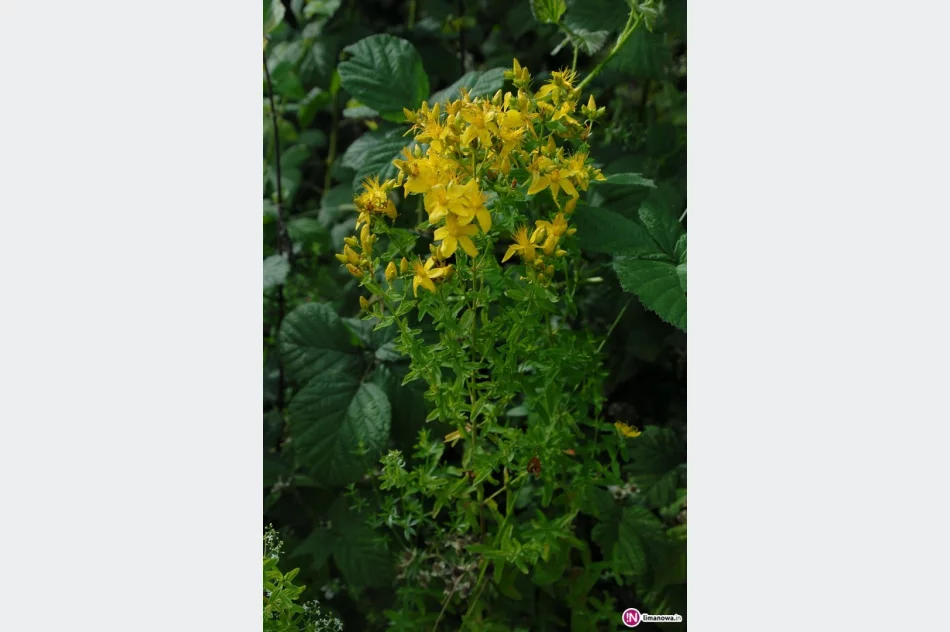 Czas na… dziurawiec! - zdjęcie 3