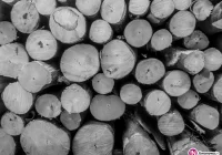 Wchodzi w życie kolejna zmiana przepisów dotycząca wycinki drzew - zdjęcie główne