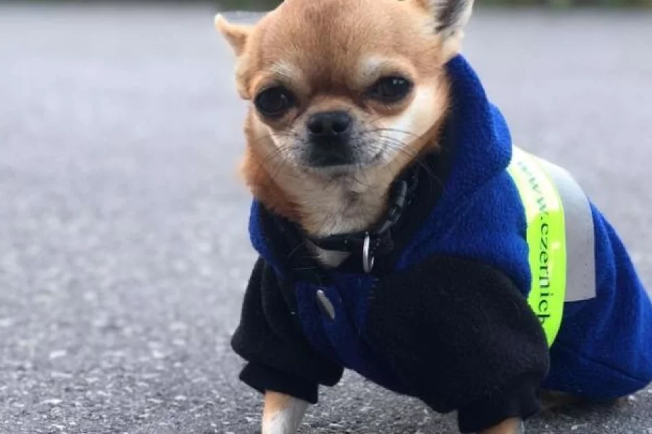 „Odblaskowa Szkoła”  w Szkole Podstawowej w Pasierbcu – podsumowanie działań - zdjęcie 7