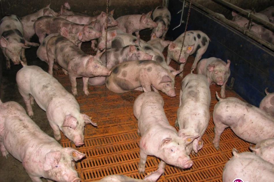 Młodzież na kursie unasiennienia bydła i trzody chlewnej - zdjęcie 2