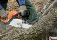 Wkrótce zmienią się przepisy w sprawie wycinki drzew - zdjęcie główne