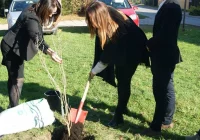 W setną rocznicę posadzili dąb - zdjęcie główne