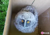 Strażacy pomogli małej sowie, która wypadła z dziupli - zdjęcie główne