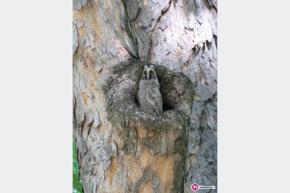 Strażacy pomogli małej sowie, która wypadła z dziupli - zdjęcie 2