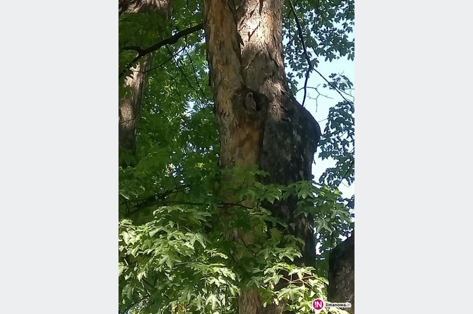 Strażacy pomogli małej sowie, która wypadła z dziupli - zdjęcie 3