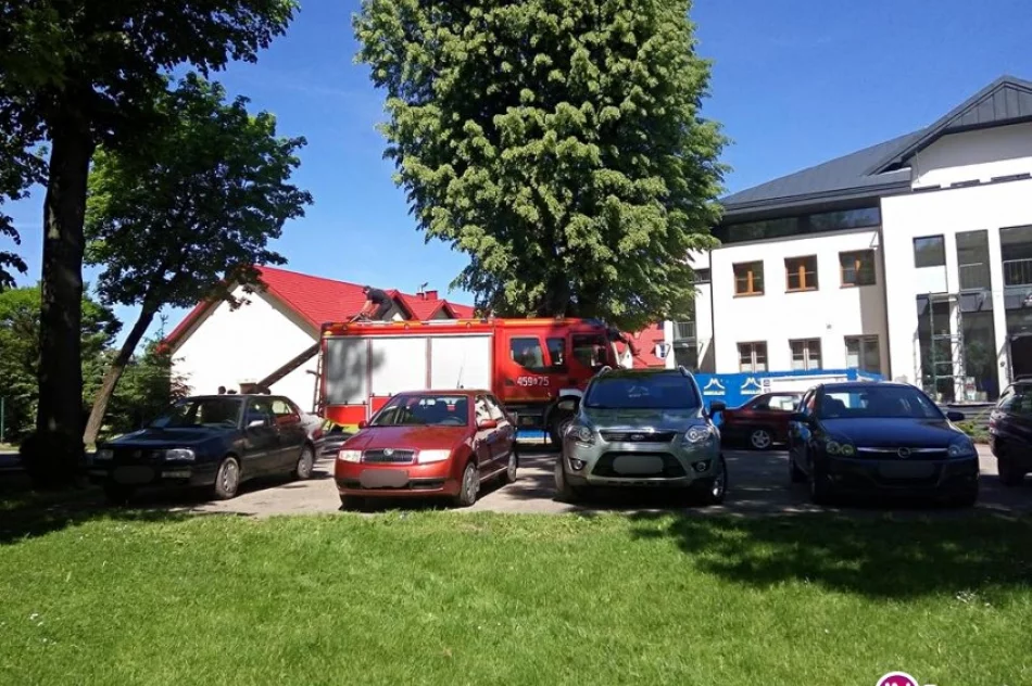 Strażacy pomogli małej sowie, która wypadła z dziupli - zdjęcie 4