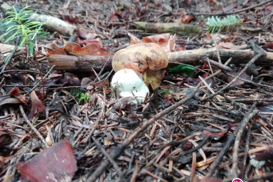 Sezon na grzyby już otwarty - zdjęcie 2