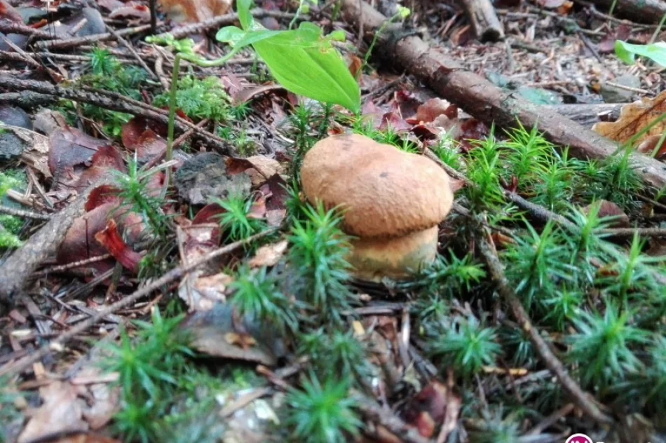 Sezon na grzyby już otwarty - zdjęcie 3