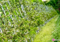 Wiosenne zawirowania uderzają w sadowników - zdjęcie główne