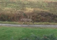 Wilk biegał po osiedlu - zdjęcie główne
