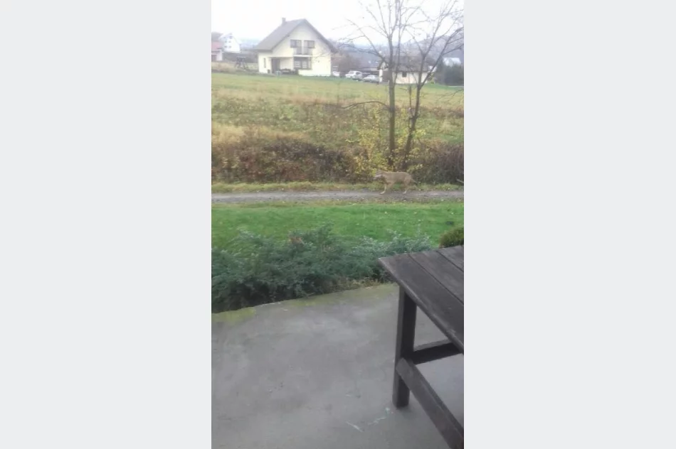 Wilk biegał po osiedlu - zdjęcie 2