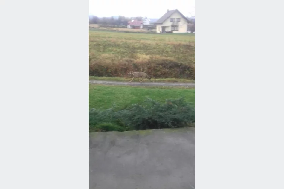 Wilk biegał po osiedlu - zdjęcie 3