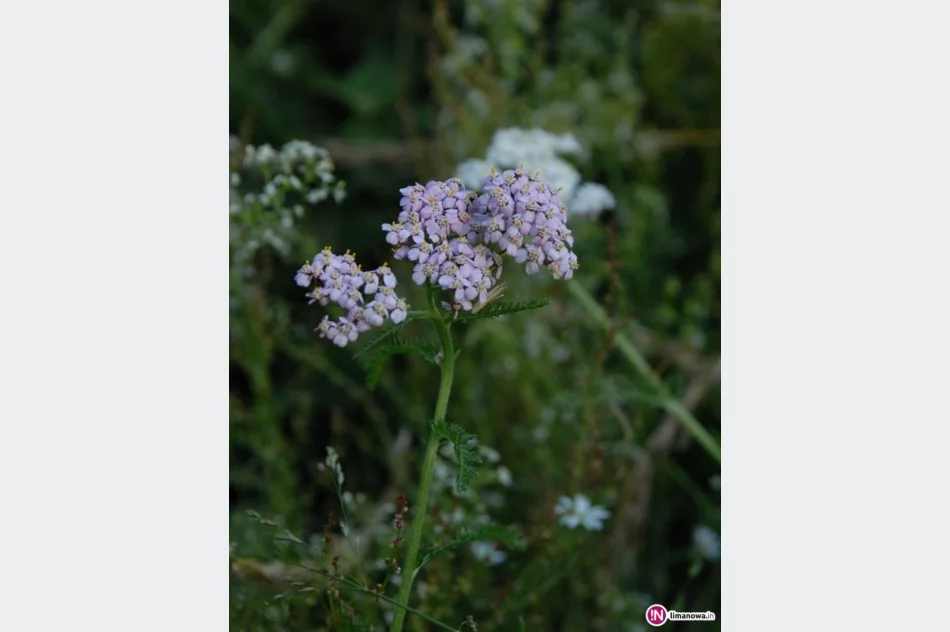 Krwawnik – warto poznać, warto polubić! - zdjęcie 2