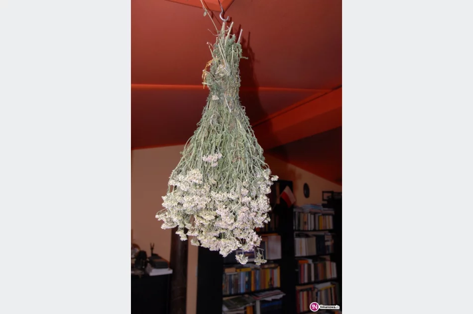 Krwawnik – warto poznać, warto polubić! - zdjęcie 3