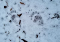 Ślady niedźwiedzia na Łysej Górze - zdjęcie główne