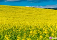 Poetyckie ogrody zapraszają - zdjęcie główne