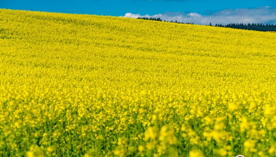 Poetyckie ogrody zapraszają - zdjęcie 1