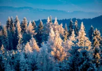 Uwaga na możliwą gołoledź - zdjęcie główne