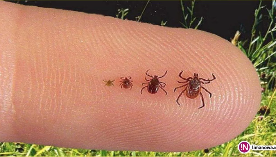 Kleszcze to nie tylko borelioza (wideo) - zdjęcie 1