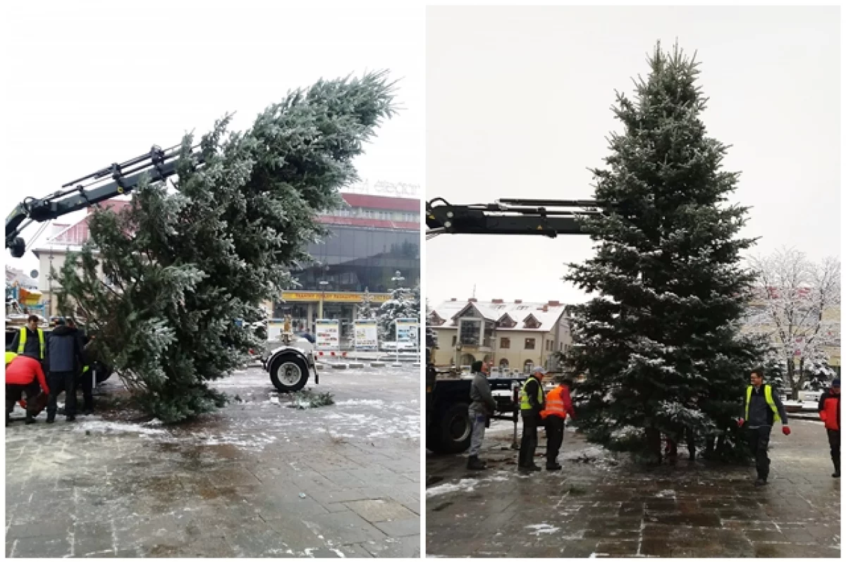 Choinka zdobi już rynek!