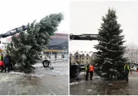 Choinka zdobi już rynek! - zdjęcie główne