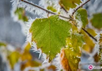 Kolejna noc z przymrozkami - zdjęcie główne