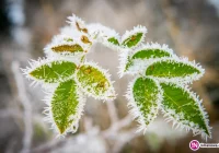 Ostrzeżenie meteorologów: przymrozki - zdjęcie główne