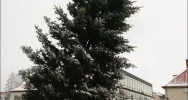 270 ozdób przy ulicach i choinka na płycie rynku - zdjęcie 4