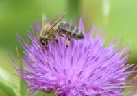 Ostropest plamisty - zdjęcie główne