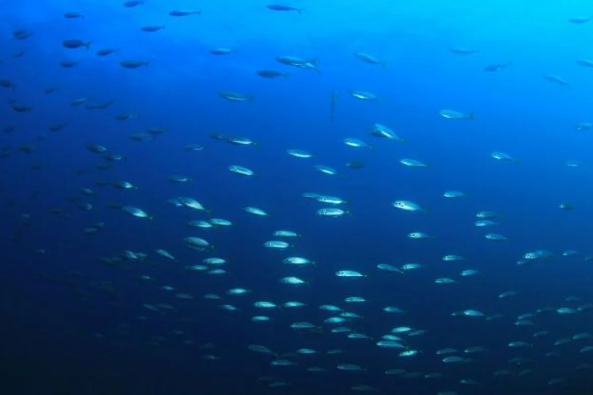 Ekolodzy: kupujmy ryby odpowiedzialnie - przez wzgląd na przyszłe pokolenia