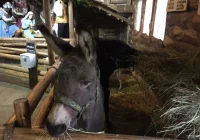 Przyjedź i zobacz jedyną żywą szopkę w regionie - zdjęcie główne