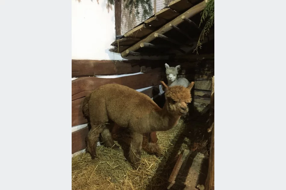 Przyjedź i zobacz jedyną żywą szopkę w regionie - zdjęcie 2